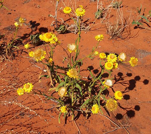 Xerochrysum bracteatum